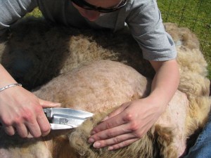 Cursus schapen knippen (geannuleerd) @ Benneveld | Drenthe | Nederland