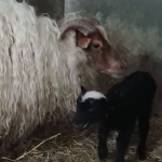 Eerste lam geboren